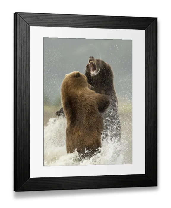Framed Print : Coastal brown bears (Ursus arctos) fighting, Lake Clarke National Park, Alaska, September Framed Print : Coastal brown bears (Ursus arctos) fighting, Lake Clarke National Park, Alaska, September