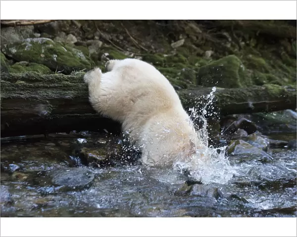 Spirit  /  Kermode bear (Ursus americanus kermodei) catching fish in river, most likely salmon