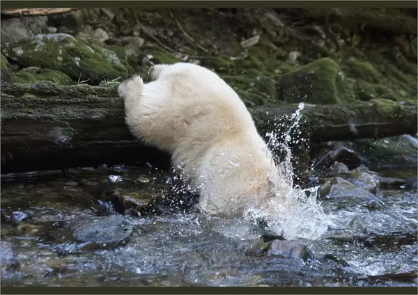 Spirit  /  Kermode bear (Ursus americanus kermodei) catching fish in river, most likely salmon