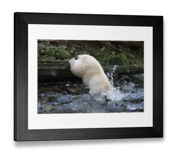 Framed Print : Spirit / Kermode bear (Ursus americanus kermodei) catching fish in river, most likely salmon Framed Print : Spirit / Kermode bear (Ursus americanus kermodei) catching fish in river, most likely salmon