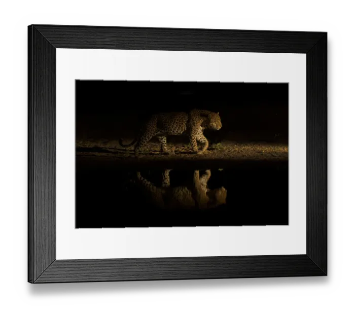 Framed Print : Leopard (Panthera pardus) walking along waterhole, reflected in the water at dusk Framed Print : Leopard (Panthera pardus) walking along waterhole, reflected in the water at dusk
