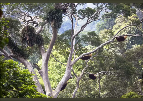 Giant honey bee nest (Apis dorsata) up in a giant Mengaris tree (Koompassia excelsa)