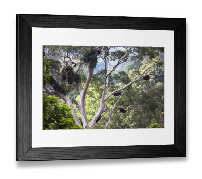 Framed Print : Giant honey bee nest (Apis dorsata) up in a giant Mengaris tree (Koompassia excelsa) Framed Print : Giant honey bee nest (Apis dorsata) up in a giant Mengaris tree (Koompassia excelsa)