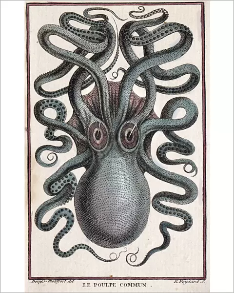 Historical illustration of Common octopus (Octopus vulgaris) Pierre Denys de Montfort