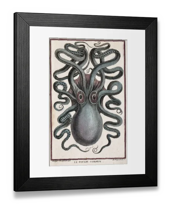 Framed Print : Historical illustration of Common octopus (Octopus vulgaris) Pierre Denys de Montfort Framed Print : Historical illustration of Common octopus (Octopus vulgaris) Pierre Denys de Montfort