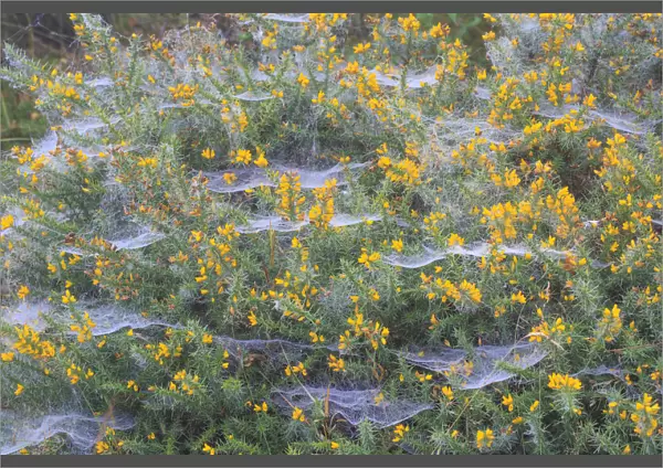 Spider webs covered in dew, on a flowering Gorse bush, Peak District National Park