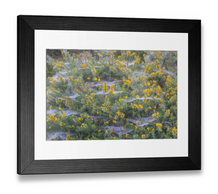 Framed Print : Spider webs covered in dew, on a flowering Gorse bush, Peak District National Park Framed Print : Spider webs covered in dew, on a flowering Gorse bush, Peak District National Park