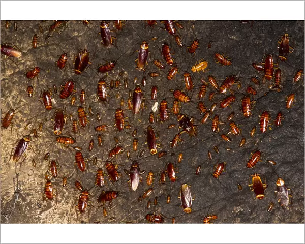 Cockroaches (Periplaneta americana) on wall of Gomantong Cave. Sabah, Borneo. Malaysia