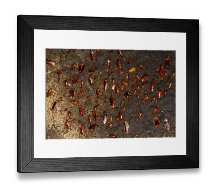 Framed Print : Cockroaches (Periplaneta americana) on wall of Gomantong Cave. Sabah, Borneo. Malaysia Framed Print : Cockroaches (Periplaneta americana) on wall of Gomantong Cave. Sabah, Borneo. Malaysia