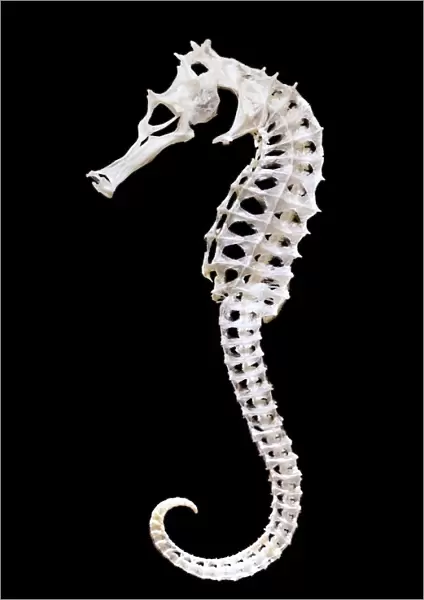 Skeleton of a seahorse (Hippocampus sp. ) showing the remarkable structure of bones
