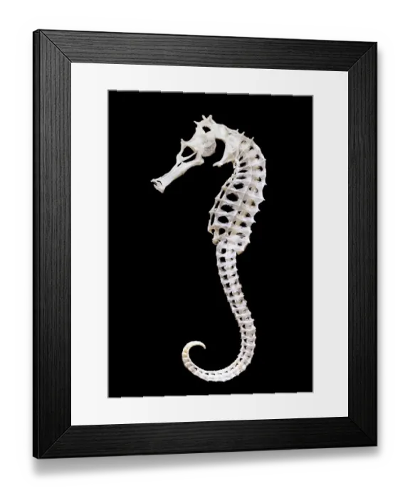 Framed Print : Skeleton of a seahorse (Hippocampus sp. ) showing the remarkable structure of bones Framed Print : Skeleton of a seahorse (Hippocampus sp. ) showing the remarkable structure of bones