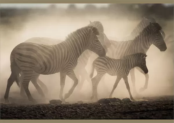 Plain  /  Burchells zebras in dust (Equus burchelli) Nxai Pan National Park, Botswana