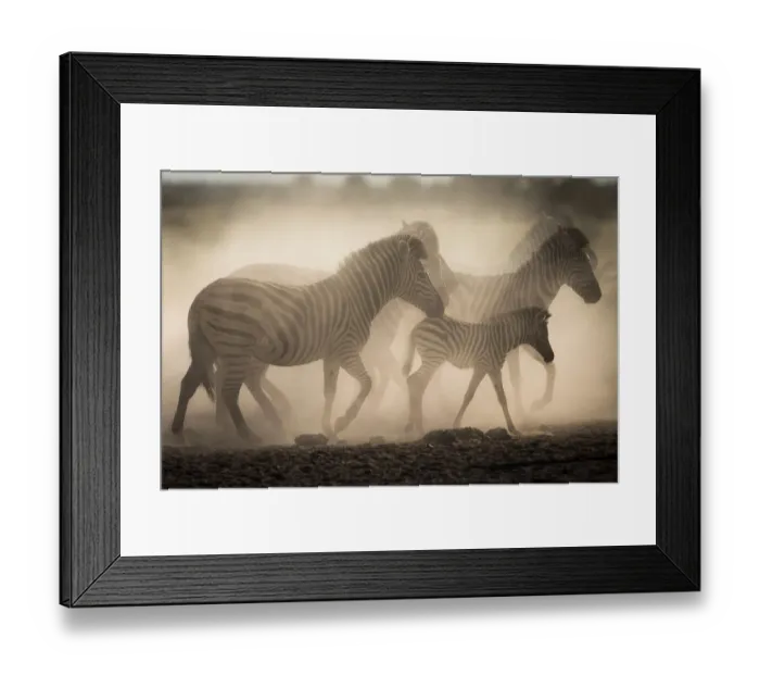 Framed Print : Plain / Burchells zebras in dust (Equus burchelli) Nxai Pan National Park, Botswana Framed Print : Plain / Burchells zebras in dust (Equus burchelli) Nxai Pan National Park, Botswana