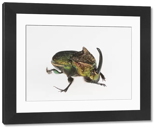 Rainbow scarab (Phanaeus vindex) male on white background. Florida, USA. Controlled conditions