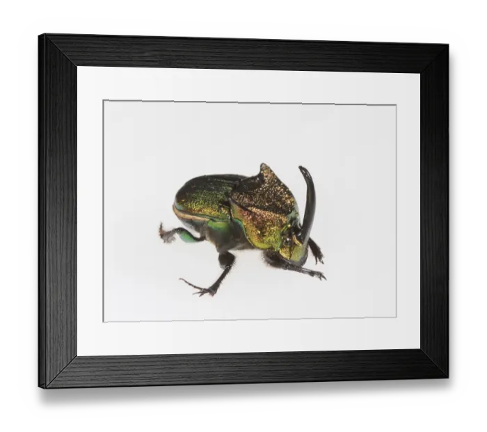 Framed Print : Rainbow scarab (Phanaeus vindex) male on white background. Florida, USA. Controlled conditions Framed Print : Rainbow scarab (Phanaeus vindex) male on white background. Florida, USA. Controlled conditions