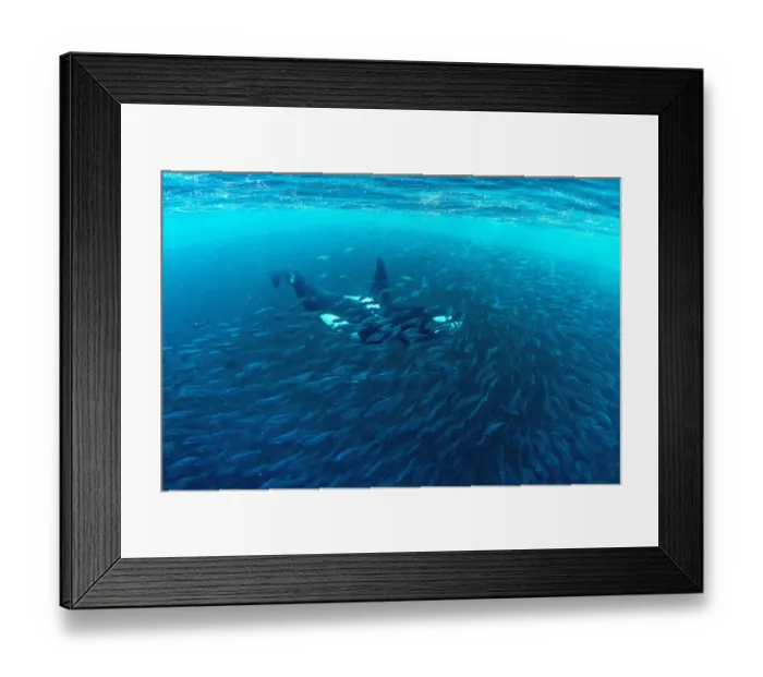 Framed Print : Killer whale (Orcinus orca) hunting inside herring baitball (Clupea harengus), Andenes Framed Print : Killer whale (Orcinus orca) hunting inside herring baitball (Clupea harengus), Andenes