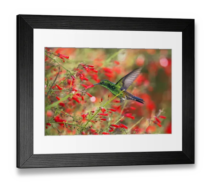Framed Print : Copper-rumped hummingbird (Saucerottia tobaci) feeding, Tobago, West Indies Framed Print : Copper-rumped hummingbird (Saucerottia tobaci) feeding, Tobago, West Indies