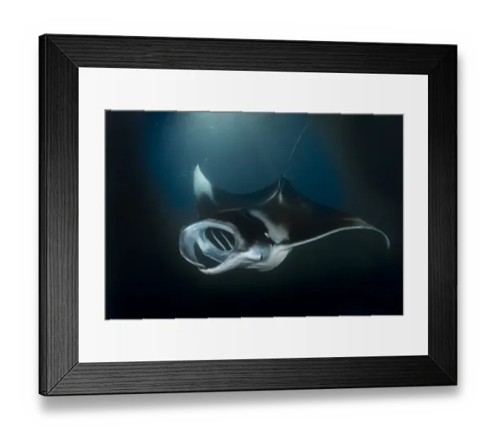 Framed Print : Reef manta (Manta alfredi) mouth open feeding at night, South Ari atoll, Maldives Framed Print : Reef manta (Manta alfredi) mouth open feeding at night, South Ari atoll, Maldives