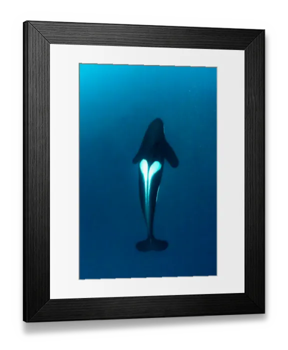 Framed Print : Killer whale (Orcinus orca) hunting for herring fish (Clupea harengus), Andenes Framed Print : Killer whale (Orcinus orca) hunting for herring fish (Clupea harengus), Andenes