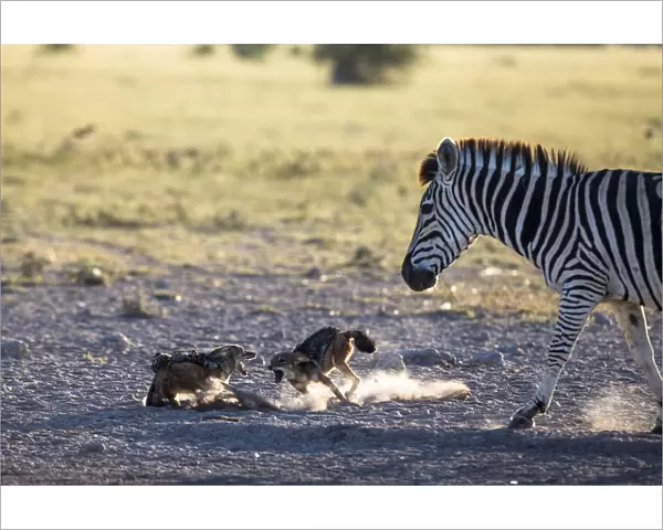 Black-backed jackals (Canis mesomelas) two fighting with Plains  /  Burchell zebra