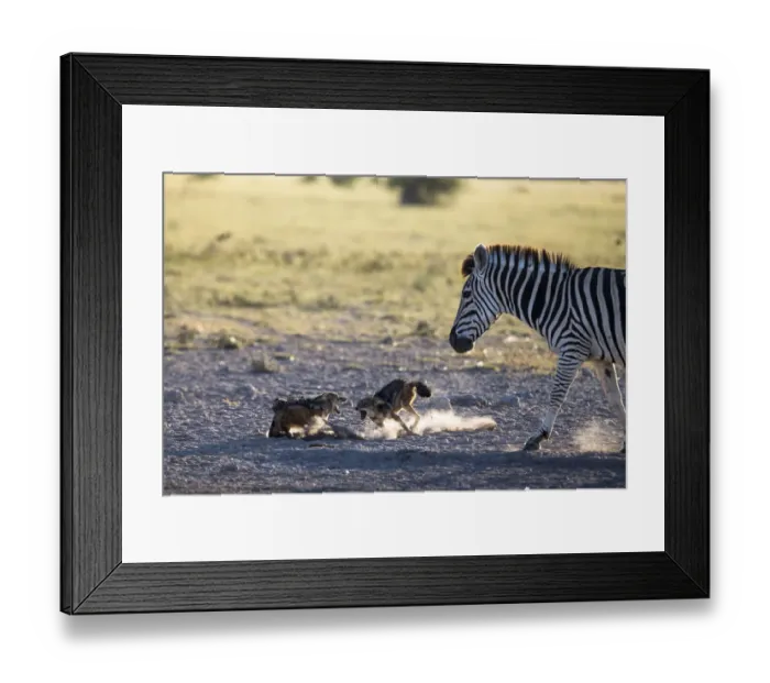 Framed Print : Black-backed jackals (Canis mesomelas) two fighting with Plains / Burchell zebra Framed Print : Black-backed jackals (Canis mesomelas) two fighting with Plains / Burchell zebra