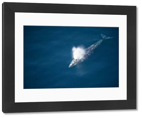 Gray whale (Eschrichtius robustus) aerial view of blowing during whale migration