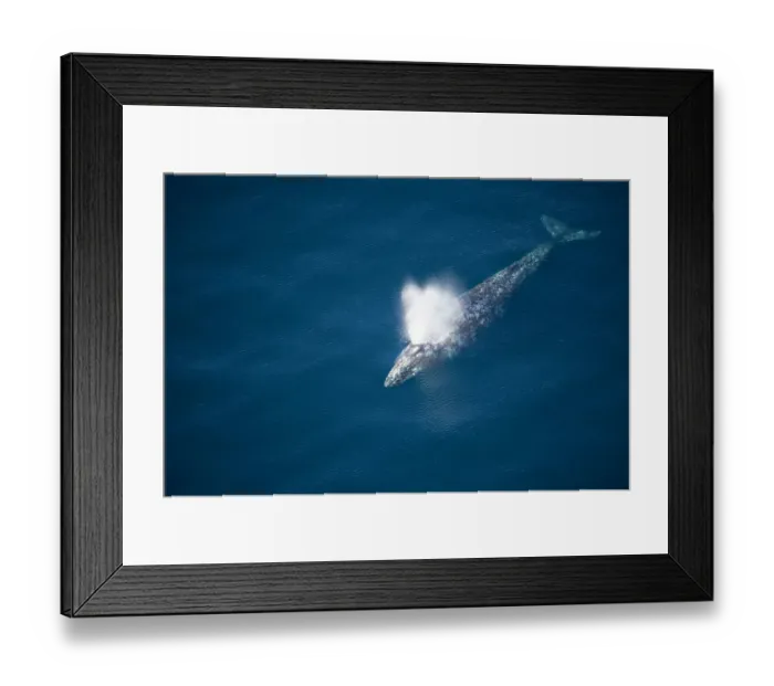 Framed Print : Gray whale (Eschrichtius robustus) aerial view of blowing during whale migration Framed Print : Gray whale (Eschrichtius robustus) aerial view of blowing during whale migration