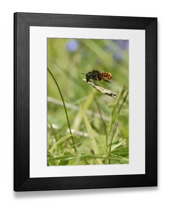 Framed Print : Two coloured mason bee (Osmia bicolor) bee that nests in old snail shells and then Framed Print : Two coloured mason bee (Osmia bicolor) bee that nests in old snail shells and then