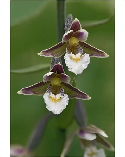 Marsh helleborine (Epipactis palustris) close up of two flowers showing front view