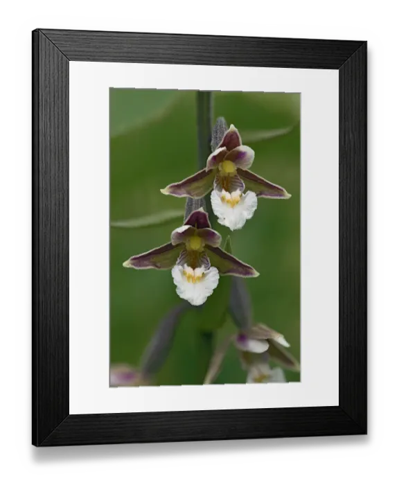 Framed Print : Marsh helleborine (Epipactis palustris) close up of two flowers showing front view Framed Print : Marsh helleborine (Epipactis palustris) close up of two flowers showing front view