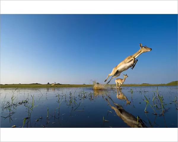 Southern Lechwe (Kobus lechwe) leaping through water, Okavango Delta, Botswana