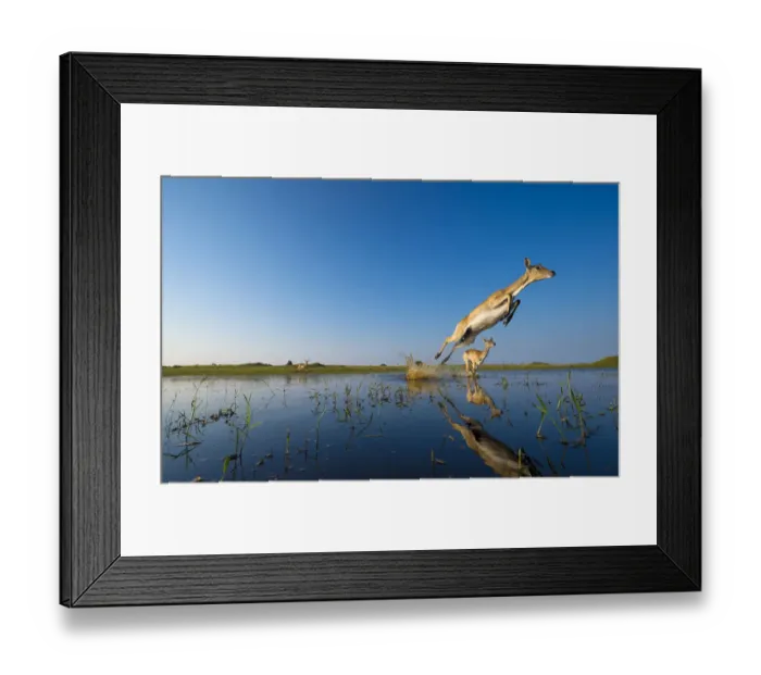Framed Print : Southern Lechwe (Kobus lechwe) leaping through water, Okavango Delta, Botswana Framed Print : Southern Lechwe (Kobus lechwe) leaping through water, Okavango Delta, Botswana