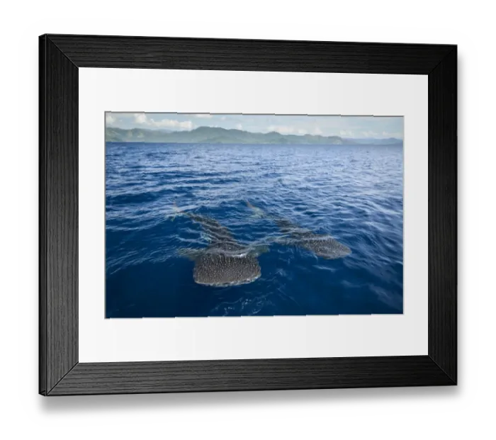 Framed Print : Whale shark (Rhincodon typus) near surface, viewed from above, Cenderawasih Bay, West Papua Framed Print : Whale shark (Rhincodon typus) near surface, viewed from above, Cenderawasih Bay, West Papua