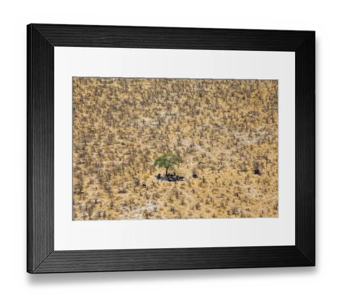 Framed Print : Aerial view of African elephants (Loxodonta africana) looking for the shade under Framed Print : Aerial view of African elephants (Loxodonta africana) looking for the shade under