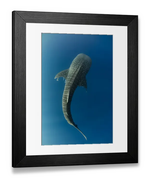 Framed Print : Whale shark (Rhincodon typus) viewed from above, Cenderawasih Bay, West Papua. Indonesia Framed Print : Whale shark (Rhincodon typus) viewed from above, Cenderawasih Bay, West Papua. Indonesia