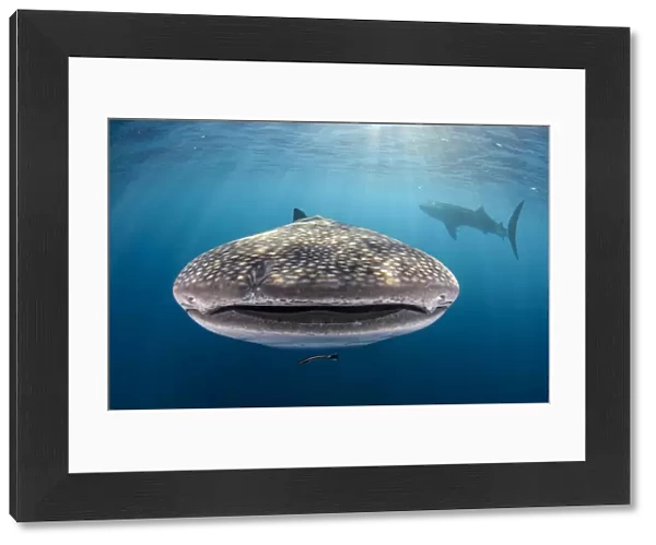Whale shark (Rhincodon typus) front view portrait, Cenderawasih Bay, West Papua. Indonesia