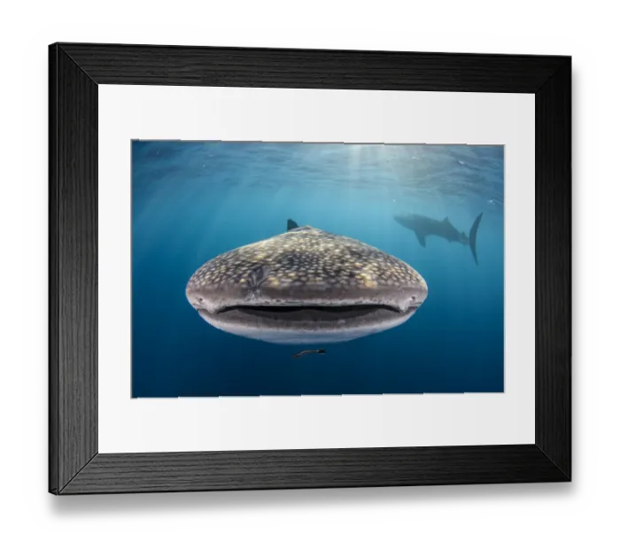 Framed Print : Whale shark (Rhincodon typus) front view portrait, Cenderawasih Bay, West Papua. Indonesia Framed Print : Whale shark (Rhincodon typus) front view portrait, Cenderawasih Bay, West Papua. Indonesia