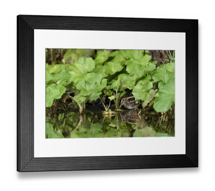 Framed Print : Jack snipe (Lymnocryptes minima) feeding in margins of watercress bed, Hertfordshire Framed Print : Jack snipe (Lymnocryptes minima) feeding in margins of watercress bed, Hertfordshire