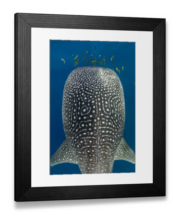 Framed Print : Whale Shark (Rhincodon typus) and Golden trevally (Gnathanodon speciosus) Cenderawasih Bay Framed Print : Whale Shark (Rhincodon typus) and Golden trevally (Gnathanodon speciosus) Cenderawasih Bay