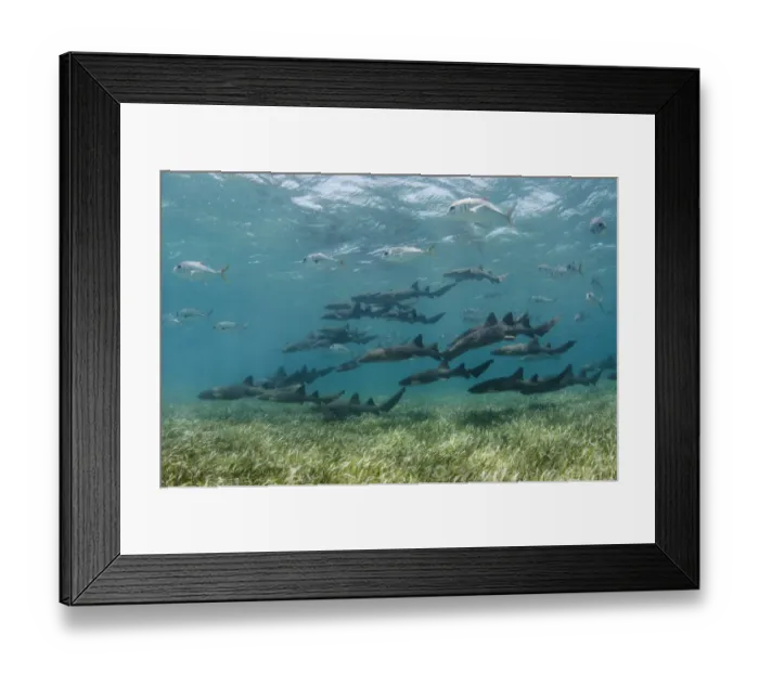 Framed Print : Nurse shark (Ginglymostoma cirratum) and Horse-eye jacks (Caranx latus) Shark Ray Alley Framed Print : Nurse shark (Ginglymostoma cirratum) and Horse-eye jacks (Caranx latus) Shark Ray Alley