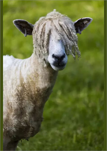 A Cotswold Lion sheep, rare breed, Gloucestershire, UK. June