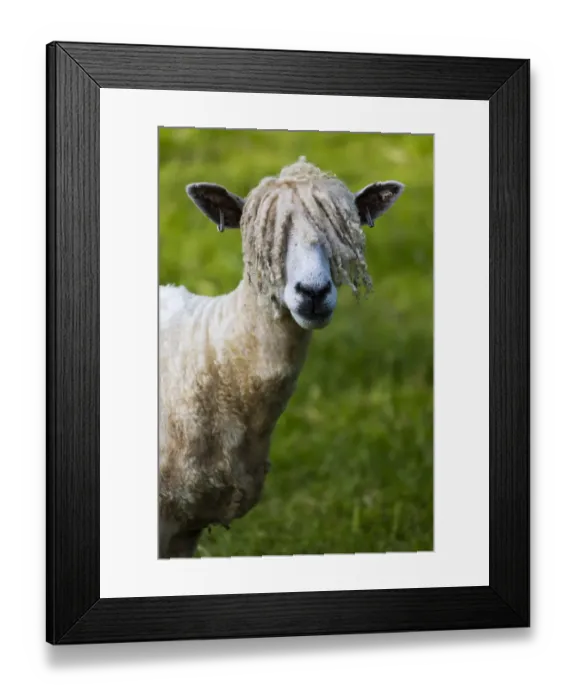 Framed Print : A Cotswold Lion sheep, rare breed, Gloucestershire, UK. June Framed Print : A Cotswold Lion sheep, rare breed, Gloucestershire, UK. June