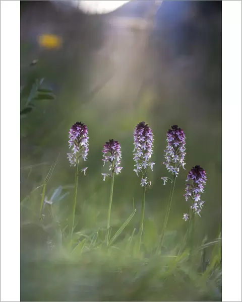 Cluster of Burnt or Burnt-tip Orchids (Neotinea ustulata) in a Alpine meadow. Tyrol, Austria