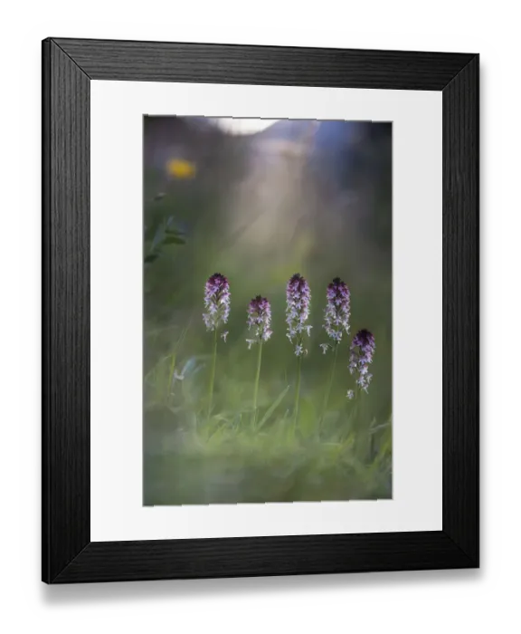 Framed Print : Cluster of Burnt or Burnt-tip Orchids (Neotinea ustulata) in a Alpine meadow. Tyrol, Austria Framed Print : Cluster of Burnt or Burnt-tip Orchids (Neotinea ustulata) in a Alpine meadow. Tyrol, Austria