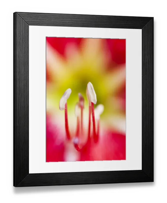 Framed Print : Anthers in garden, Vilcabamba, Ecuador. November Framed Print : Anthers in garden, Vilcabamba, Ecuador. November