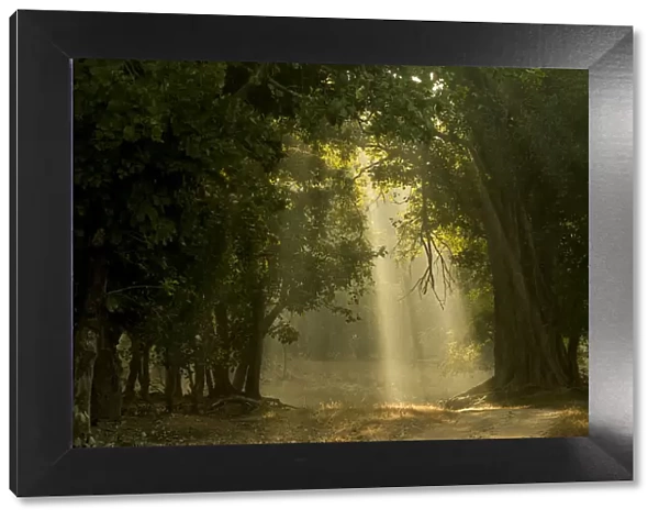 Early morning shafts of light through deciduous forest. Bandhavgarh National Park, India