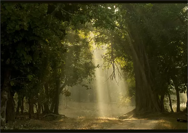 Early morning shafts of light through deciduous forest. Bandhavgarh National Park, India