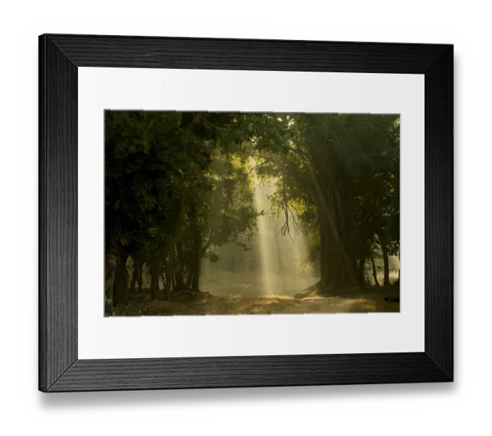 Framed Print : Early morning shafts of light through deciduous forest. Bandhavgarh National Park, India Framed Print : Early morning shafts of light through deciduous forest. Bandhavgarh National Park, India