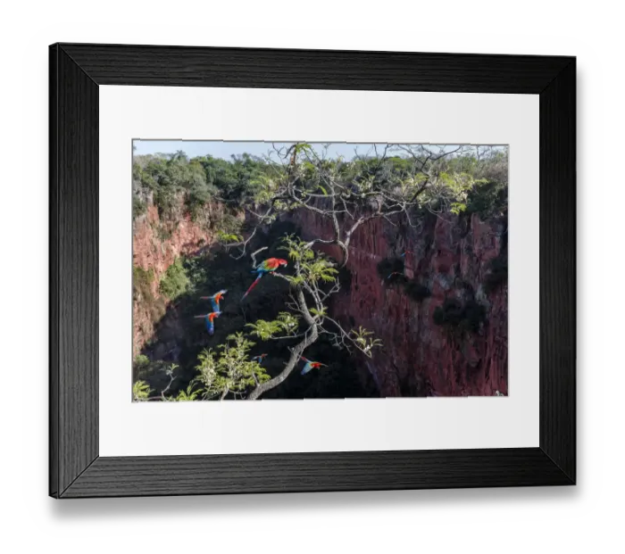 Framed Print : Red-and-green macaws (Ara chloropterus) perched and in flight over Buraco das Araras Framed Print : Red-and-green macaws (Ara chloropterus) perched and in flight over Buraco das Araras