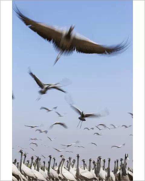 Demoiselle crane (Anthropoides virgo) flock taking flight during winter migration